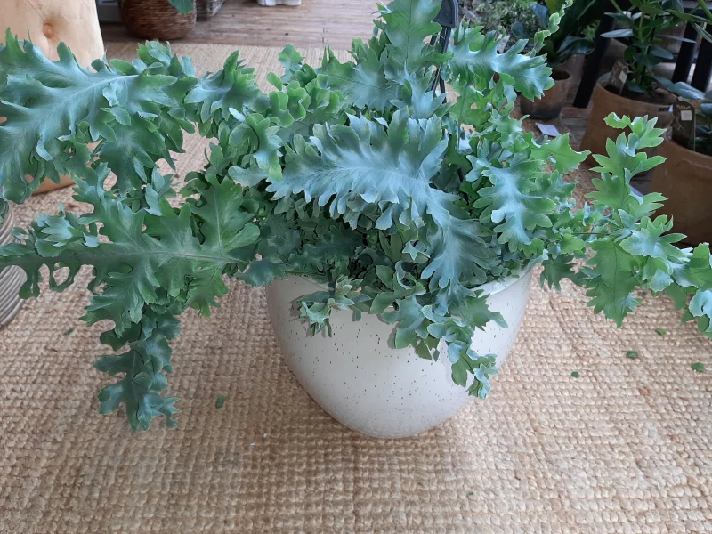 Phlebodium Davana C19