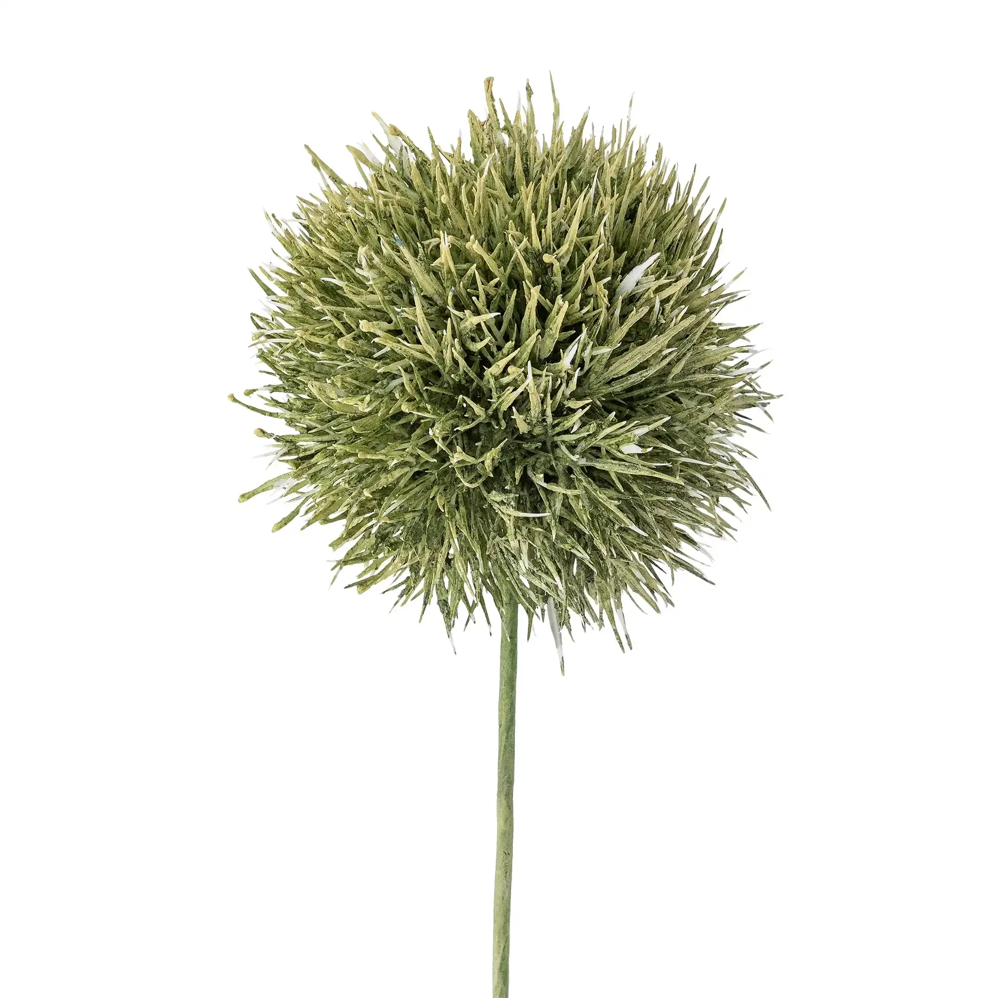 Allium stengel groen Allium stengel groen
