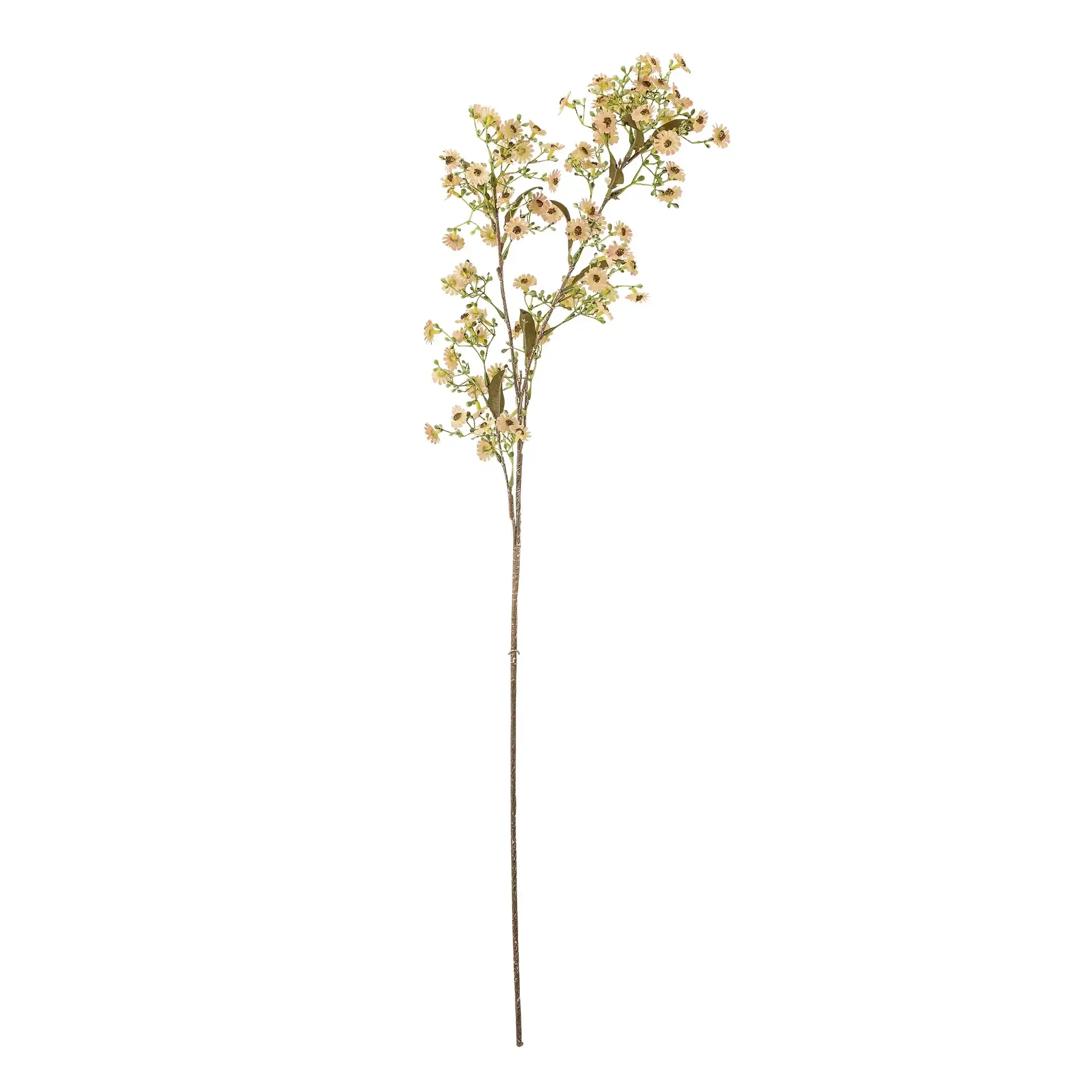 Waxflower bloementak wit