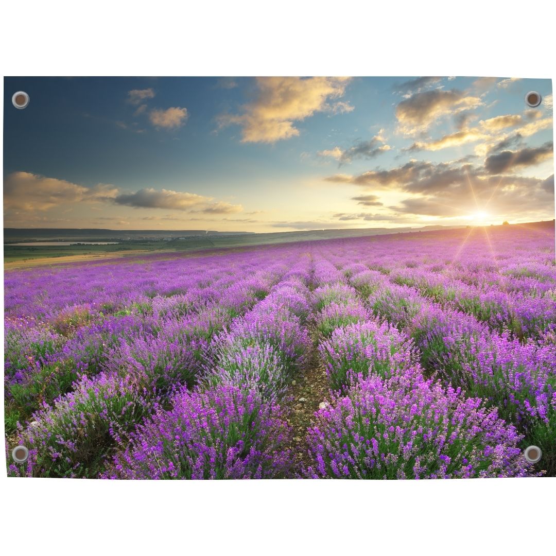 Tuinposter lavendel 2
