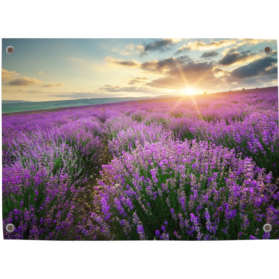 Tuinposter lavendel 4