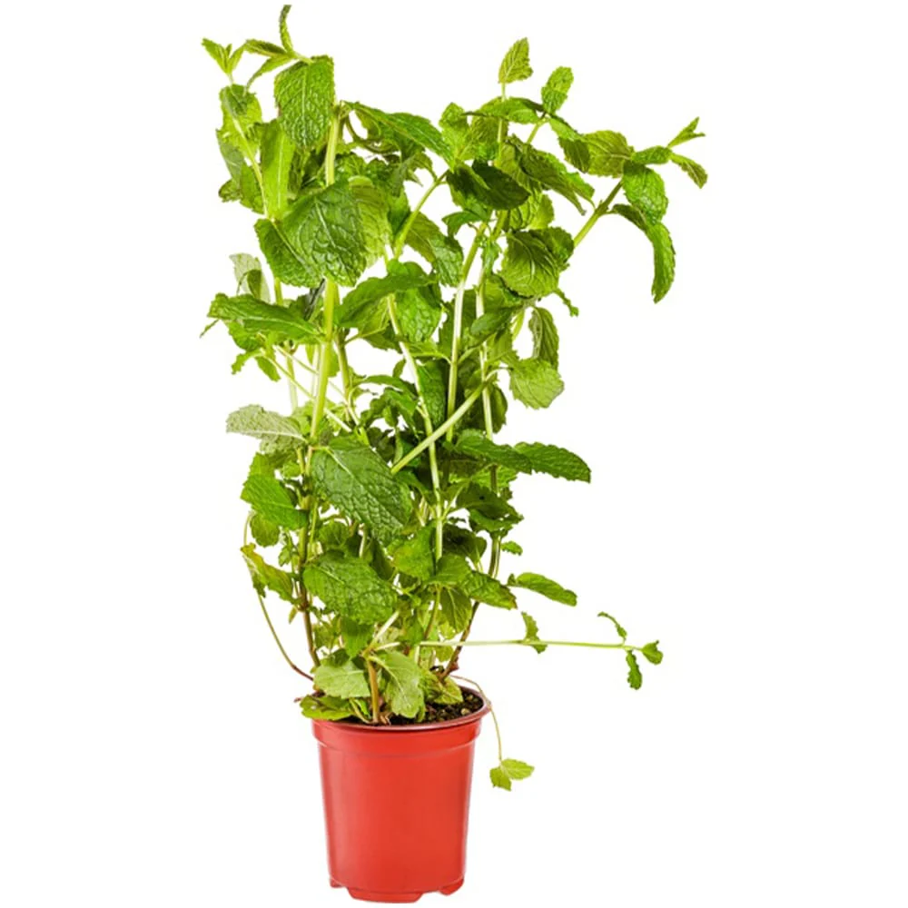Biologisch Munt Pot