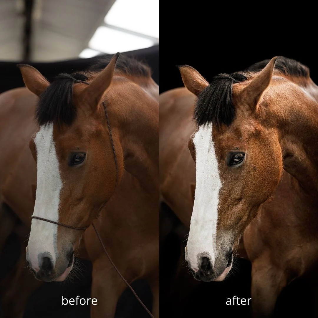 Myrthe’s Paardenpassie – Fotografiehalster