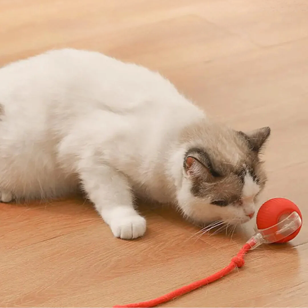 CatBall™ – Interactieve speelbal met staart voor katten [1 + 1 Gratis]